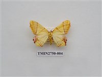 藏品(尺蛾316)的圖片